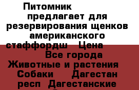 Питомник KURAT GRAD предлагает для резервирования щенков американского стаффордш › Цена ­ 25 000 - Все города Животные и растения » Собаки   . Дагестан респ.,Дагестанские Огни г.